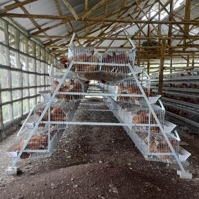 Automatische eieren leggen Batterij Kipen kooi 3/4 Tiers voor 120 kippen Vogelhouderij kooi