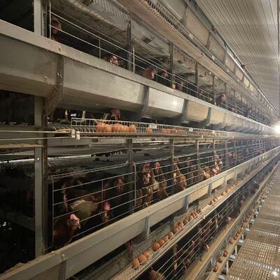 Volledig Automatisch H-Type Broiler Kippen Kooi Systeem met Automatische Voeding & Reiniging voor Hoge Dichtheid Commerciële Vleeskuikenboerderijen