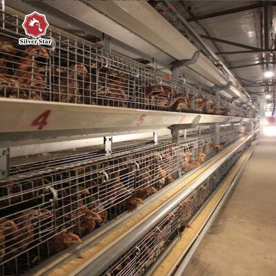 Automatisch H-type baby kippenkooi systeem met warmdoop galvanisatie en automatische tepel drinkers voor 100-300 kippen/set