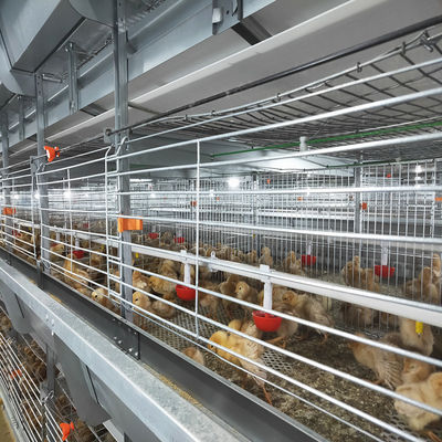 Automatische H-type batterij broiler kooi High-Density commerciële pluimveehouderij voedingsmiddelen