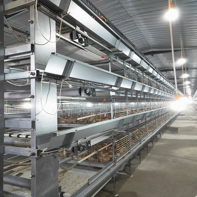 SONCAP Accredited 380V 50HZ Automatic Broiler Equipment For Chicken House