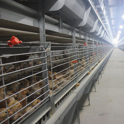 Automated H-Type Broiler Cage System - High-Density Hot-Dip Galvanized Poultry Farming Equipment