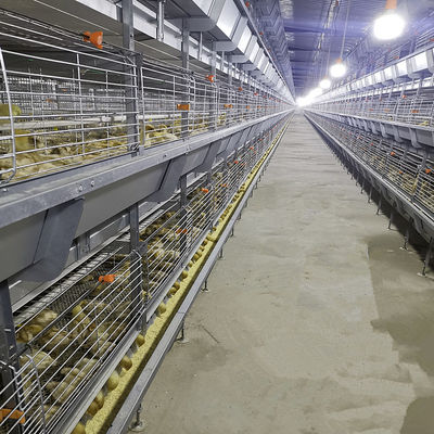 SONCAP Accredited 380V 50HZ Automatic Broiler Equipment For Chicken House