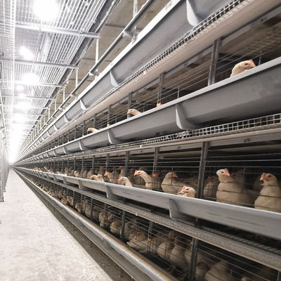 H-Type Automatisch Batterijkooisysteem met Thermisch Verzinken en Stapelbaar Modulair Ontwerp voor Commerciële Vleeskuikenkooien