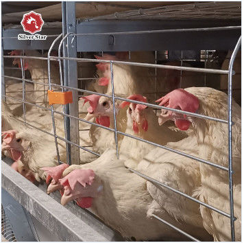 Commerciële H-type laagkooi van betrouwbare leverancier en fabrikant.
